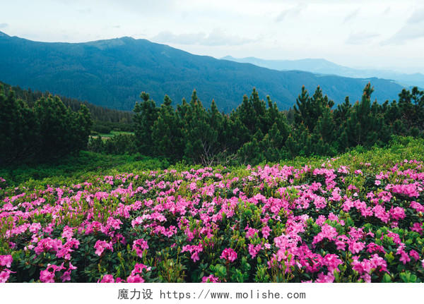 神奇的粉红色杜鹃花在山上